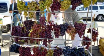 Виноградарство в Україні – перспективний та інвестиційно привабливий агробізнес Рис.1
