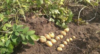 Європейські вчені дослідять, як підвищити стресостійкість картоплі в умовах зміни клімату Рис.1