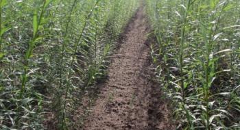 4 млн га малородючих українських земель хочуть залучити для вирощування енергокультур Рис.1