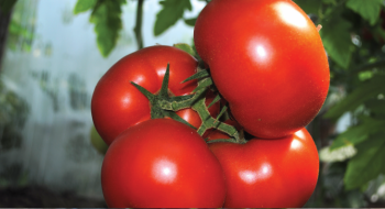 Американські біологи «обдурили» помідори, щоб підвищити їх урожайність Рис.1