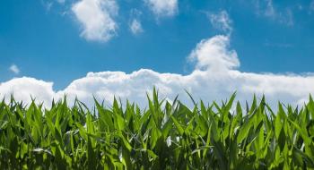 Американські вчені прискорили дослідження зі створення врожайної органічної кукурудзи Рис.1