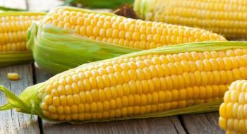 Ціни на кукурудзу в Україні зростають, трейдери зазнають збитків Рис.1