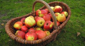 Цьогорічний врожай зимових сортів яблук буде на рівні попереднього Рис.1