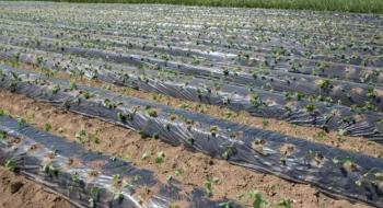 Фермер Одеської області впровадив технологію вирощування суниці «на буграх» Рис.1