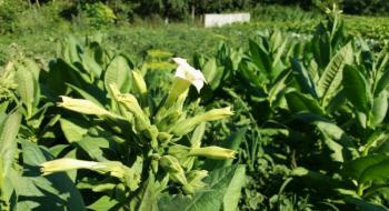Фермер з Сумщини вирощує органічний тютюн – хоче виробляти антитютюнові льодяники Рис.1