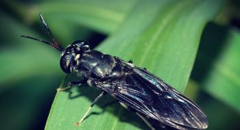 Личинки мух можуть замінити антибіотики в сільському господарстві Рис.1