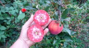 Названо найбільш стійкі види яблунь для вирощування в Україні Рис.1