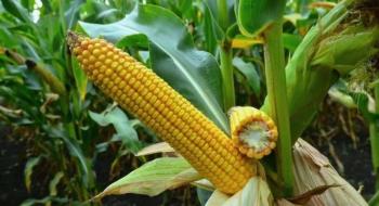 Названо причини цьогорічного зниження врожайності кукурудзи та соняшнику Рис.1