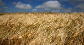Перша легальна ГМ-пшениця виросте в Аргентині Рис.1