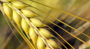 Проблеми із сівбою озимини забезпечують високі ціни на українську пшеницю Рис.1