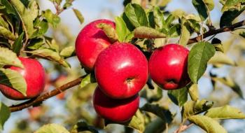 Промислове яблуко за тиждень подорожчало до 4,2 грн/кг, - експерт Рис.1