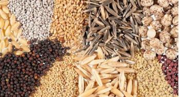 Рада ЄС підтримала рішення щодо визнання української системи сертифікації насіння Рис.1