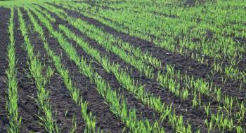 Рішення проти осінньої забур’яненості озимих зернових культур,- Укравіт Рис.1