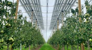 У Бельгії встановили сонячну станцію над грушевим садом Рис.1