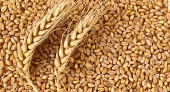 Україна експортувала 13 млн тонн зерна нового врожаю Рис.1