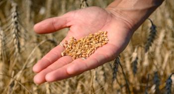 Україна з початку маркетингового року експортувала 10 млн т пшениці Рис.1