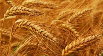 Українська зернова асоціація істотно знизила прогноз урожаю 2020/2021 МР Рис.1