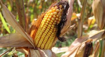 Українські фермери можуть оцінити біологічну урожайність кукурудзи за допомогою мобільного телефону Рис.1