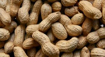 В Україні набирає популярності вирощування арахісу Рис.1