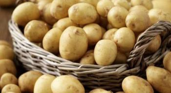 В Україні суттєво подешевшала картопля Рис.1