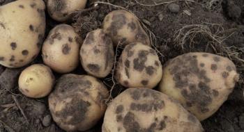 В Україні ураженість картоплі паршею бульб доходить до 100% врожаю Рис.1