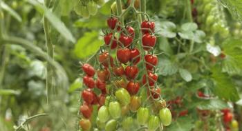 Видовжені томати чері цікаві смаком, врожайністю та невибагливістю Рис.1