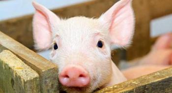 Закупівельні ціни на свинину за тиждень додали 2% Рис.1