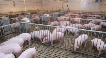Експерти прогнозують чергове скорочення промислового поголів’я свиней в Україні Рис.1