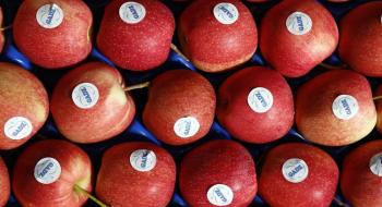 ФГ «Гадз» почало експортувати яблука у Велику Британію Рис.1