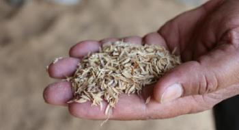 На Херсонщині фермер заснував виробництво паливних брикетів з лушпиння рису Рис.1