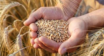 Стало відомо, якою буде ціна на українську пшеницю Рис.1