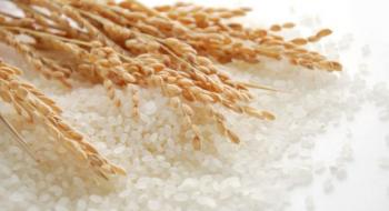 Світовий рекорд урожайності рису побив новий китайський гібрид Рис.1