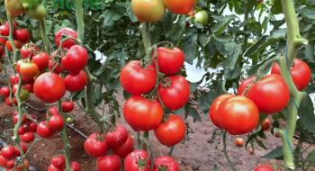 У Кам’янці-Дніпровській презентували яскравий томат з носиком Рис.1