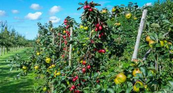 Українські садівники цьогоріч отримають 165 млн грн держдотацій на саджанці Рис.1