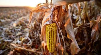 Урожайність кукурудзи в Астарті нижча, ніж очікувалось Рис.1
