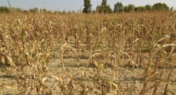 УЗА закликає підтримати петицію щодо компенсації аграріям втрат цьогорічного врожаю Рис.1