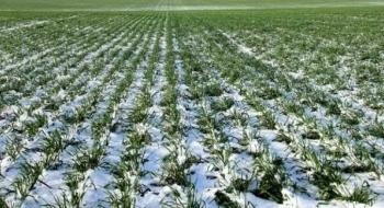 В Україні названо запаси вологи у ґрунті під посівами озимих культур Рис.1