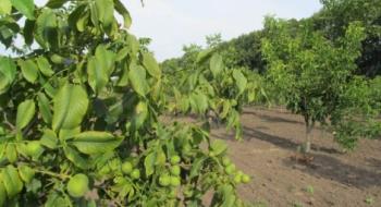 В Україні планують висаджувати промислові горіхові сади пристосовані до зміни клімату Рис.1