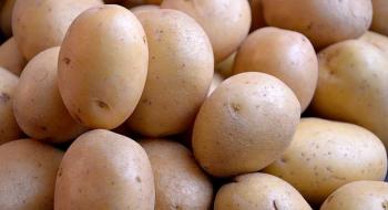 В Україні почала дорожчати картопля Рис.1