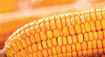В Україні знизилась ціна на кукурудзу нового врожаю Рис.1