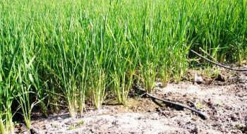 В Україні зросли площі посівів рису Рис.1