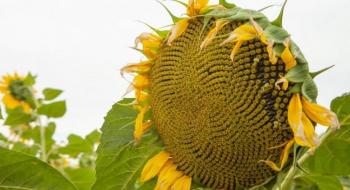 В Україні з’явиться ексклюзивне насіння соняшнику Strube Рис.1