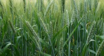 Вчені зробили серйозний крок до виведення нових високоврожайних сортів пшениці і ячменю Рис.1