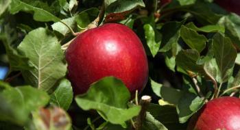 Винайдено новий сорт яблук, який можна зберігати до 12 місяців Рис.1