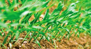 Збільшення різноманітності сільгоспкультур покращує екосистему й урожайність, - дослідження Рис.1