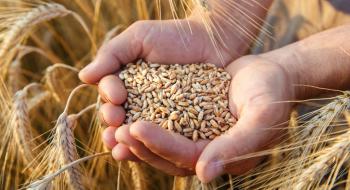 Жнива-2020: В Україні вже зібрано майже 60,3 млн тонн зерна Рис.1