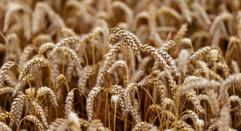 Австралія збере другий за величиною урожай пшениці Рис.1