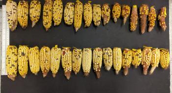 Дослідники з Флориди вивели термостійку кукурудзу Рис.1