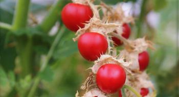 Колючі томати допомагають вирощувати картоплю українським фермерам Рис.1