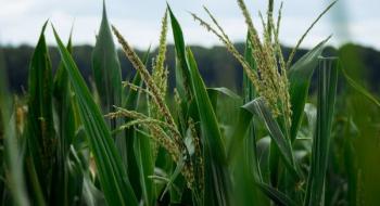 LNZ Group презентувала новий гібрид кукурудзи лінійки UNIVERSEED Рис.1